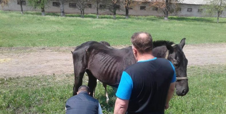 На Дніпропетровському кінному заводі ледве виживають кобили з лошатами