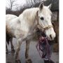 Як на Чернігівщині поліцейські шукали викраденого коня
