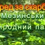 На Чернігівщині росте рослина, яка може вказати шлях до скарбу