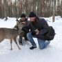 Чернігівщина: Дика косуля стала як свійська