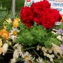 «Квіти для ЗСУ» — у Сосниці започаткували дієву патріотичну акцію