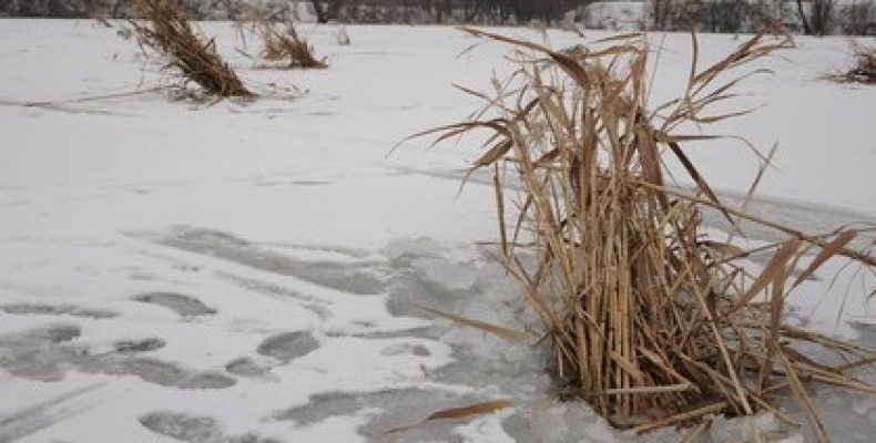 Задухи на водоймах Чернігівщини не спостерігається — екологи