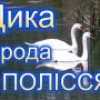 Оторингологи дали поради щодо годівлі диких птахів, зокрема, лебедів