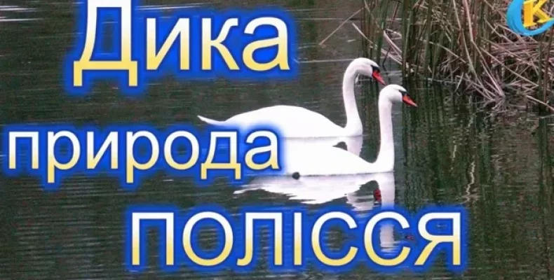 Оторингологи дали поради щодо годівлі диких птахів, зокрема, лебедів