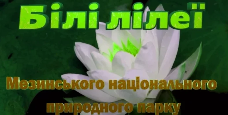 У тихих заплавах Десни знаходиться царство найкрасивіших водних рослин