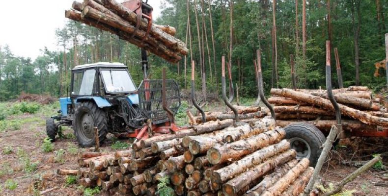 Лісівники Чернігівщини здатні повністю забезпечити область дровами