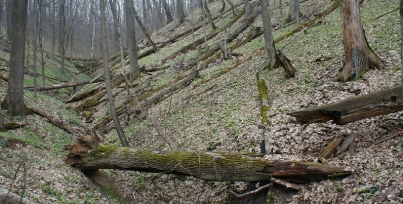 Про корисні властивості мертвої деревини розповіли у Чернігові