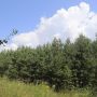Самосійні ліси треба рятувати – вважають на Чернігівщині