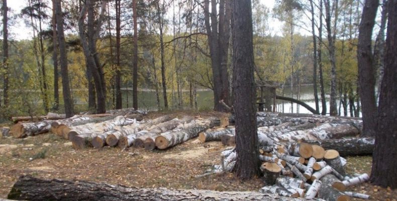 25 тисяч —за незаконну вирубку 45 дерев