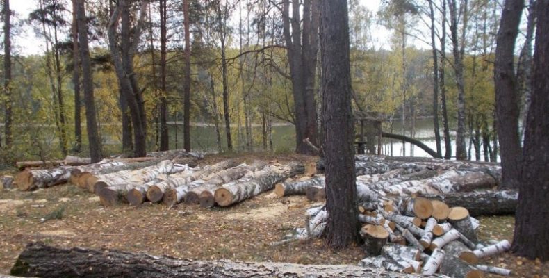 «Чорного» лісоруба засуджено на 3 роки