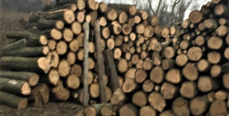 Затримали групу осіб, які незаконно спилювали клен та акацію