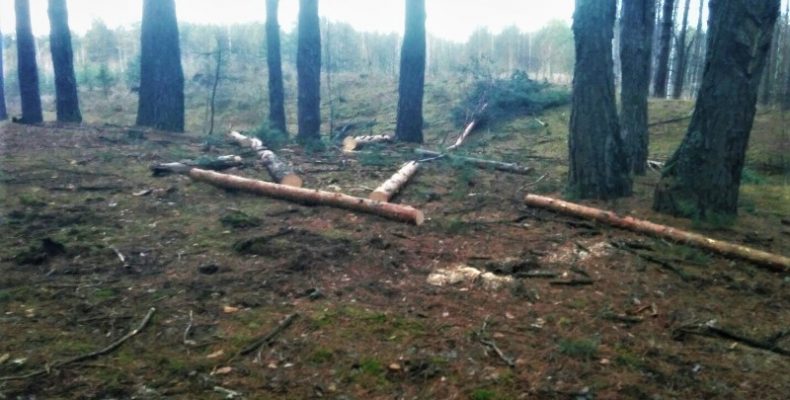 Лісокрадіїв «на гарячому» спіймали чернігівські лісівники