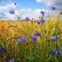 Прогноз погоди на найближчі дні від Чернігівського центру з гідрометеорології