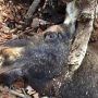 «Тварини» на двох ногах вбили лосиху та поранили лося-самця
