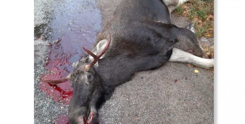 Червонокнижна тварина загинула під колесами авто на Чернігівщині