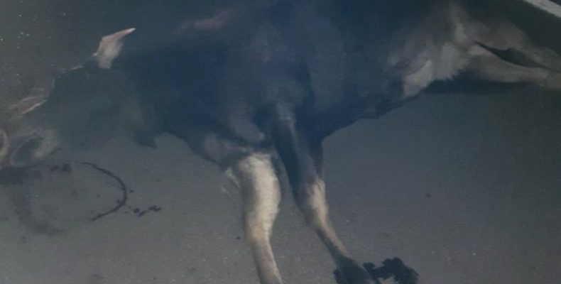 Лосиха зіткнулася з автомобілем: водій — у лікарні, тварина померла