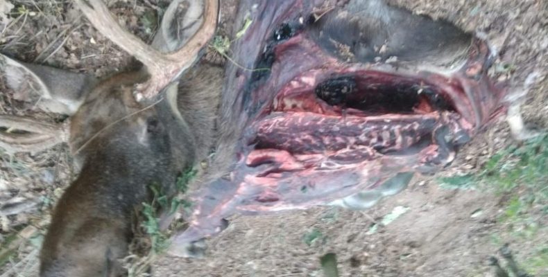Чернігівщина: браконьєри продовжують вбивати лосів
