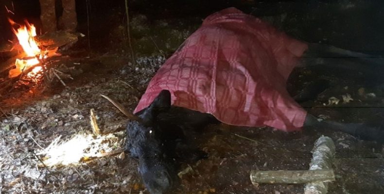 На Чернігівщині врятували лося, який впав у п`ятиметрову яму