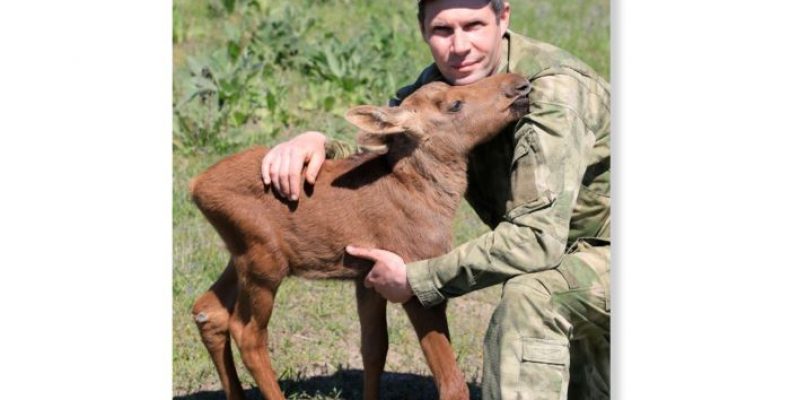 Лосеня від загибелі врятували на Чернігівщині