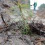 У чернігівському лісі з`явилися львівські сосни