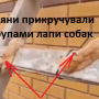 Окупанти шурупами прикручували собак за лапи до дошок. Відео