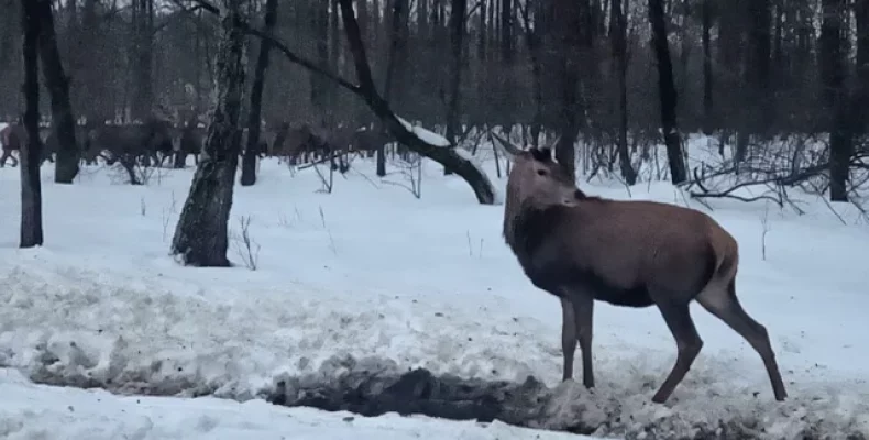 Стада благородних оленів житимуть у лісах Ічнянщини