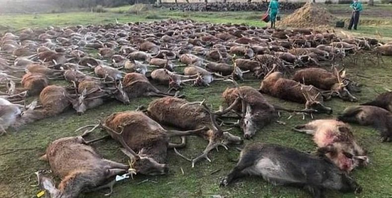 Було вбито понад 500 тварин всього за два дні