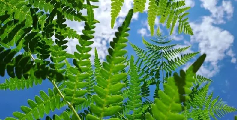 Чи можливо знайти «чудо-цвіт» папороті в Мезинському природному парку?