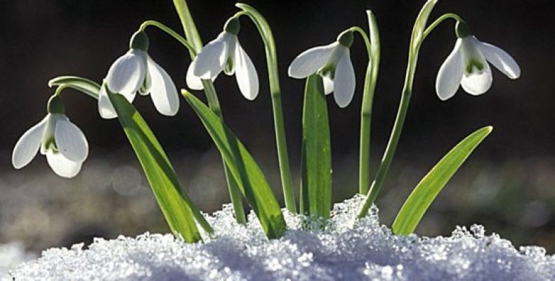 У Чернігові нагадали про штрафи за збір і продаж першоцвітів