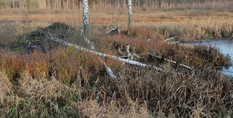 Першого зимового дня на прикордонні з Білоруссю