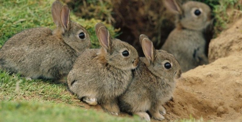 На Чернігівщині розпочинається сезон тиші