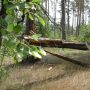 Проблема. Звалені буревієм дерева не можна прибрати. Відео