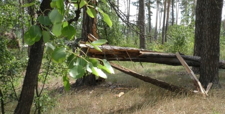 Проблема. Звалені буревієм дерева не можна прибрати. Відео