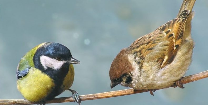 До 9 градусів морозу на Чернігівщині обіцяють синоптики