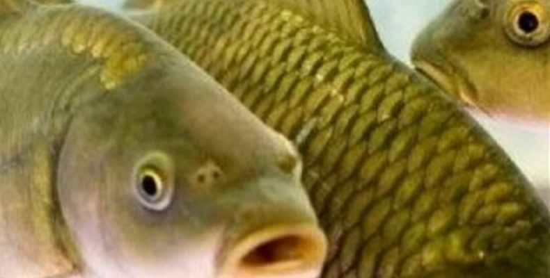 586 тонн товарної риби добуто за рік на Чернігівщині