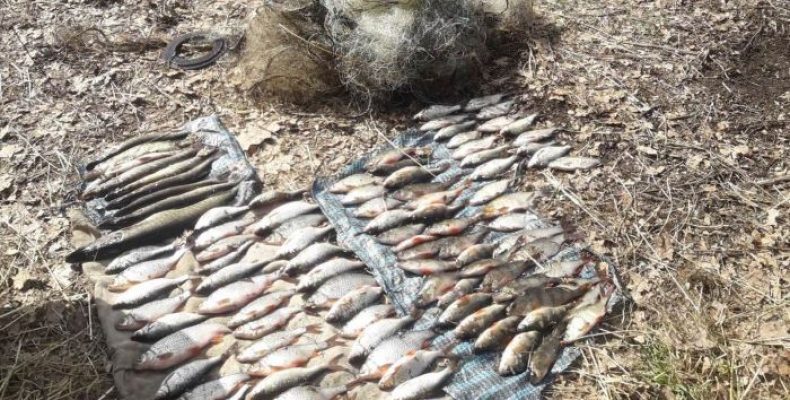 10 кг риби наловили сітками, за що сплатять 11 тис. грн штрафу