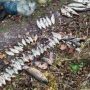 15-ма сітками виловлювали рибу браконьєри на Чернігівщині