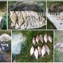 290 кг незаконно добутої риби вилучено на Чернігівщині