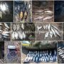 У браконьєрів вилучено 348 кг незаконно добутої риби