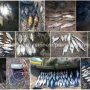 У браконьєрів вилучено 348 кг незаконно добутої риби
