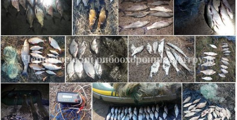 У браконьєрів вилучено 348 кг незаконно добутої риби