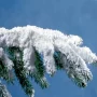 Сніг та сильний вітер — у суботу на Чернігівщині