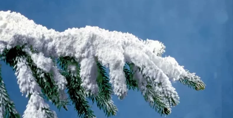 Сніг та сильний вітер — у суботу на Чернігівщині