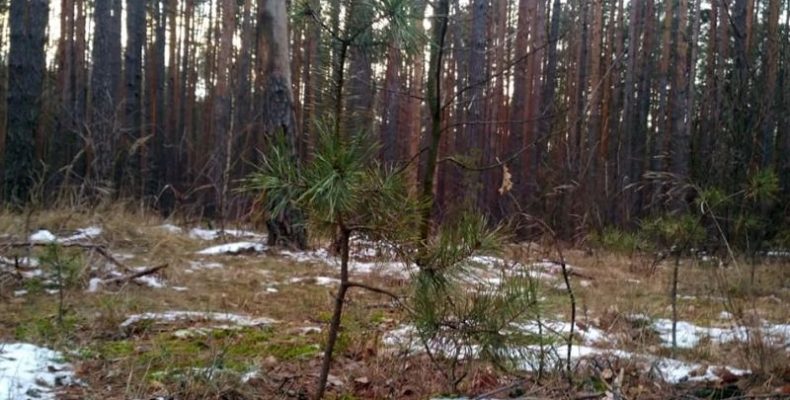 Неподалік Чернігова затримані особи, які самовільно спилювали сосни