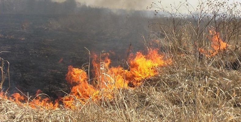 Фахівчиня розповіла про штрафи за спалювання сухої трави