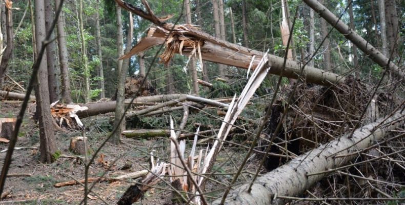 Фахівчиня розповіла, чому не можна спилювати «мертві» дерева в лісі