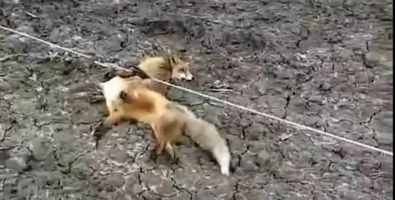 Внаслідок обриву електроліній на Чернігівщині загинуло 12 лисиць та борсук