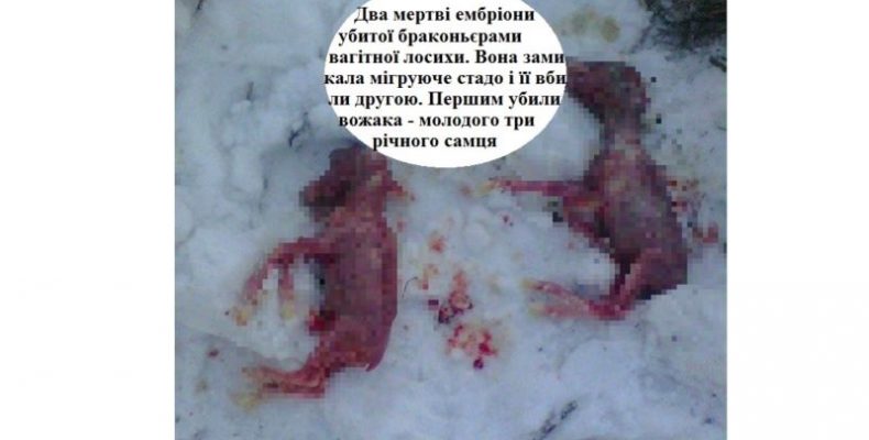 Негідник вбив вагітну лосиху, а суд не хоче йому призначити покарання
