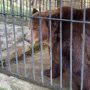 Ведмедя-невільника вилучили — тепер він на реабілітації
