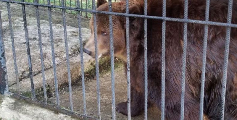 Ведмедя-невільника вилучили — тепер він на реабілітації